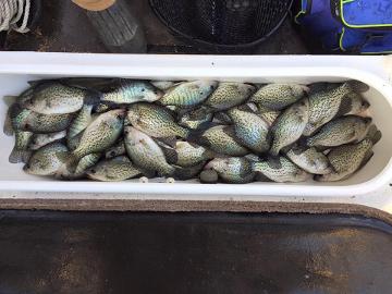 November Jig Crappie Fishing, Feel The Thump – Lake Shelbyville Fishing  Guide Service